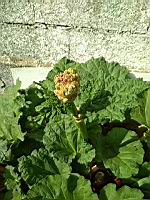 Rhubarbe (prise a Lens)(3)